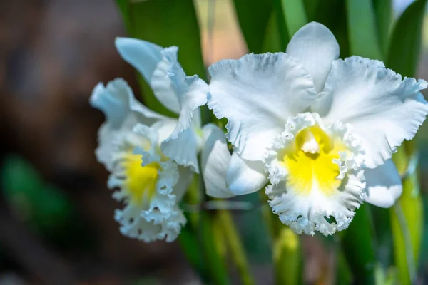 春の陽射しの中で花を咲かせるカトレアラビアータは トロピカルガーデンに飾られた珍しい森林蘭です — ストック写真