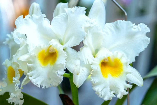 兰花在春天的阳光下盛开 这是一种稀有的森林兰花 装饰在热带花园中 — 图库照片