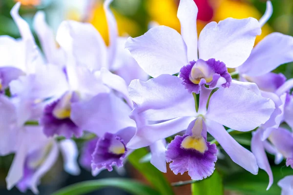 Les Fleurs Cattleya Labiata Fleurissent Soleil Printanier Une Orchidée Rare — Photo