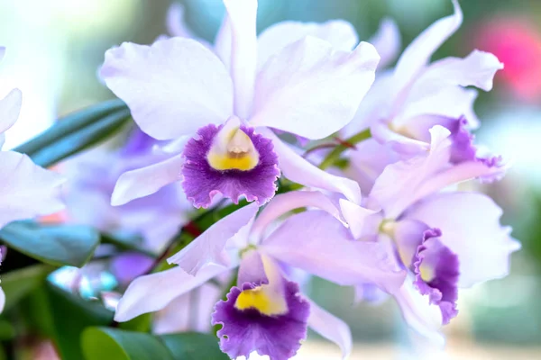 Cattleya Labiata Blommor Blommar Vårsolen Sällsynt Skog Orkidé Dekorerad Tropiska — Stockfoto