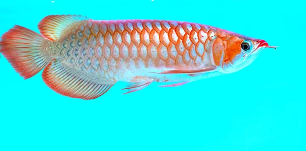 Akvaryumdaki Arowana Uzun Gövdeli Favori Bir Balık Zengin Bir Ailede — Stok fotoğraf