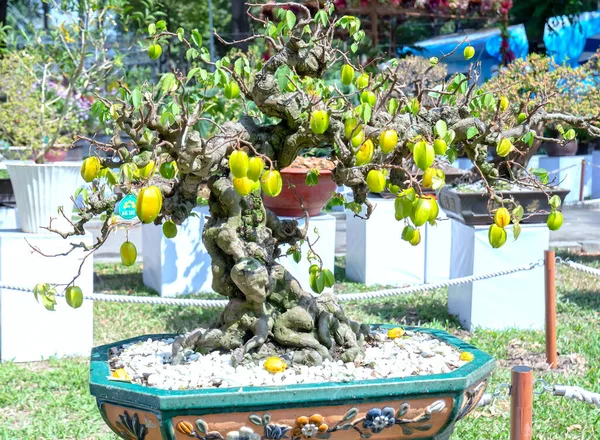 Star Fruteira Bonsai Árvore Carregada Contrato Jardim Partir Cuidado Dedicado — Fotografia de Stock