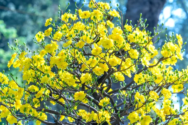 Žluté Meruňky Květy Kvetoucí Voňavé Okvětní Lístky Signalizující Jaro Přišel — Stock fotografie