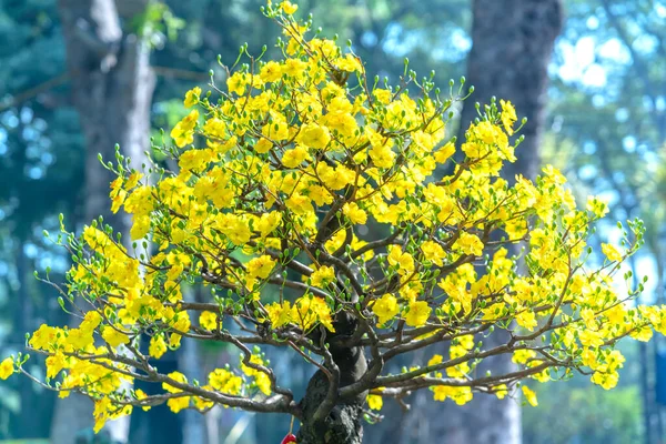 Желтый Абрикос Цветы Цветут Ароматные Лепестки Сигнализации Весной Пришла Символический — стоковое фото