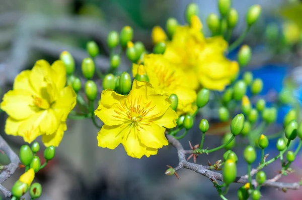 Flores Damasco Amarelo Florescendo Pétalas Perfumadas Sinalizando Primavera Chegou Esta — Fotografia de Stock