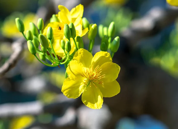 Flores Damasco Amarelo Florescendo Pétalas Perfumadas Sinalizando Primavera Chegou Esta — Fotografia de Stock