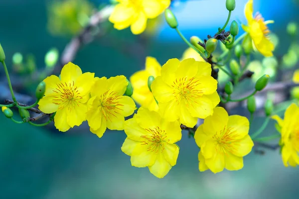 Κίτρινα Άνθη Βερίκοκου Ανθίζουν Αρωματικά Πέταλα Σηματοδοτώντας Την Άνοιξη Έχει — Φωτογραφία Αρχείου