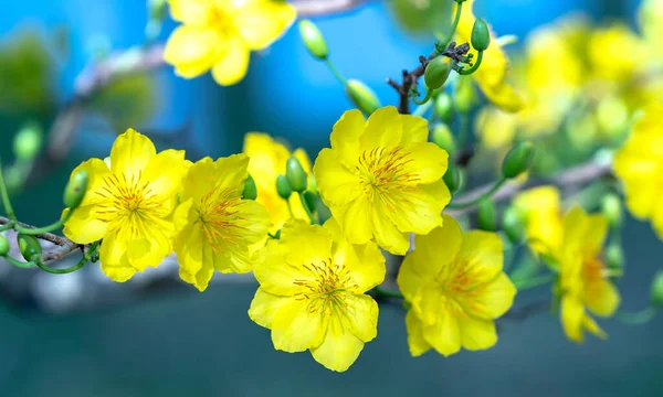 Flores Damasco Amarelo Florescendo Pétalas Perfumadas Sinalizando Primavera Chegou Esta — Fotografia de Stock