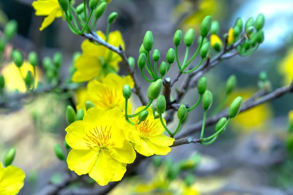 Жовті Абрикосові Квіти Цвітуть Ароматними Пелюстками Сигналізують Весну Символічна Квітка — стокове фото