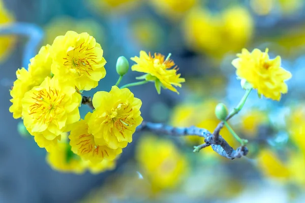 Gele Abrikozenbloemen Bloeien Geurige Bloemblaadjes Signaleren Lente Gekomen Dit Symbolische — Stockfoto