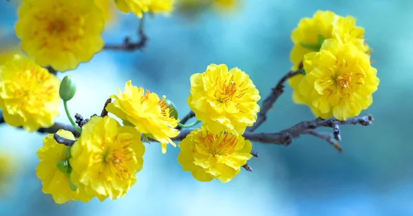 Yellow Apricot Flowers Blooming Fragrant Petals Signaling Spring Has Come — Stock Photo, Image