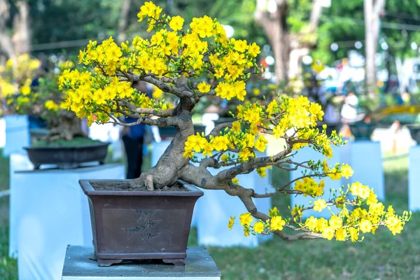 Árbol Bonsái Albaricoque Que Florece Con Ramas Curvas Crea Una — Foto de Stock