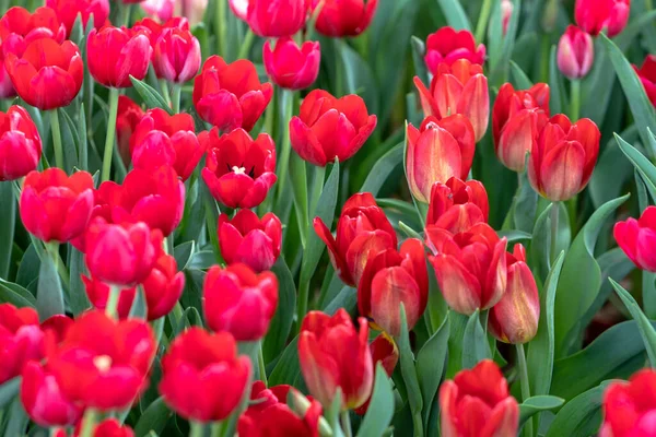 Tulipánok Tavaszi Napsütésben Virágoznak Ragyogó Színekkel Melyek Tele Vannak Vitalitással — Stock Fotó