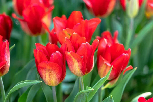 Tulipas Florescem Primavera Sol Com Cores Brilhantes Subindo Cheio Vitalidade — Fotografia de Stock