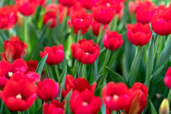 Tulipánok Tavaszi Napsütésben Virágoznak Ragyogó Színekkel Melyek Tele Vannak Vitalitással — Stock Fotó