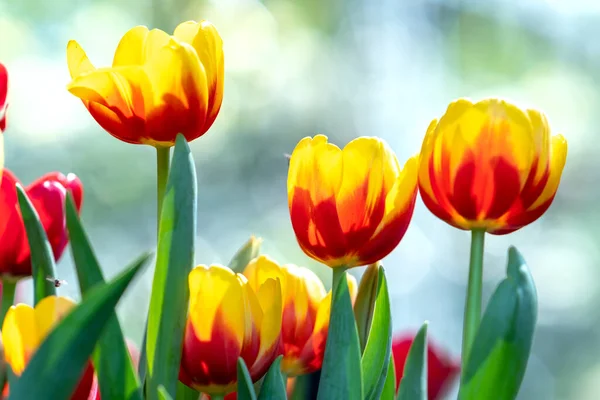 Tulipas Florescem Primavera Sol Com Cores Brilhantes Subindo Cheio Vitalidade — Fotografia de Stock