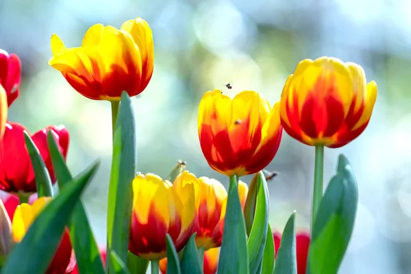 Tulipas Florescem Primavera Sol Com Cores Brilhantes Subindo Cheio Vitalidade — Fotografia de Stock