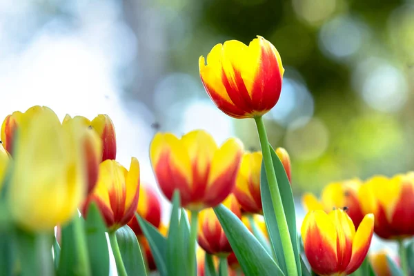 Tulipas Florescem Primavera Sol Com Cores Brilhantes Subindo Cheio Vitalidade — Fotografia de Stock