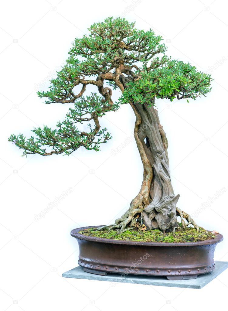 Green bonsai tree isolated on white background in a pot plant with many different unique shapes symbolizing an abstraction in the life that humans must overcome to survive