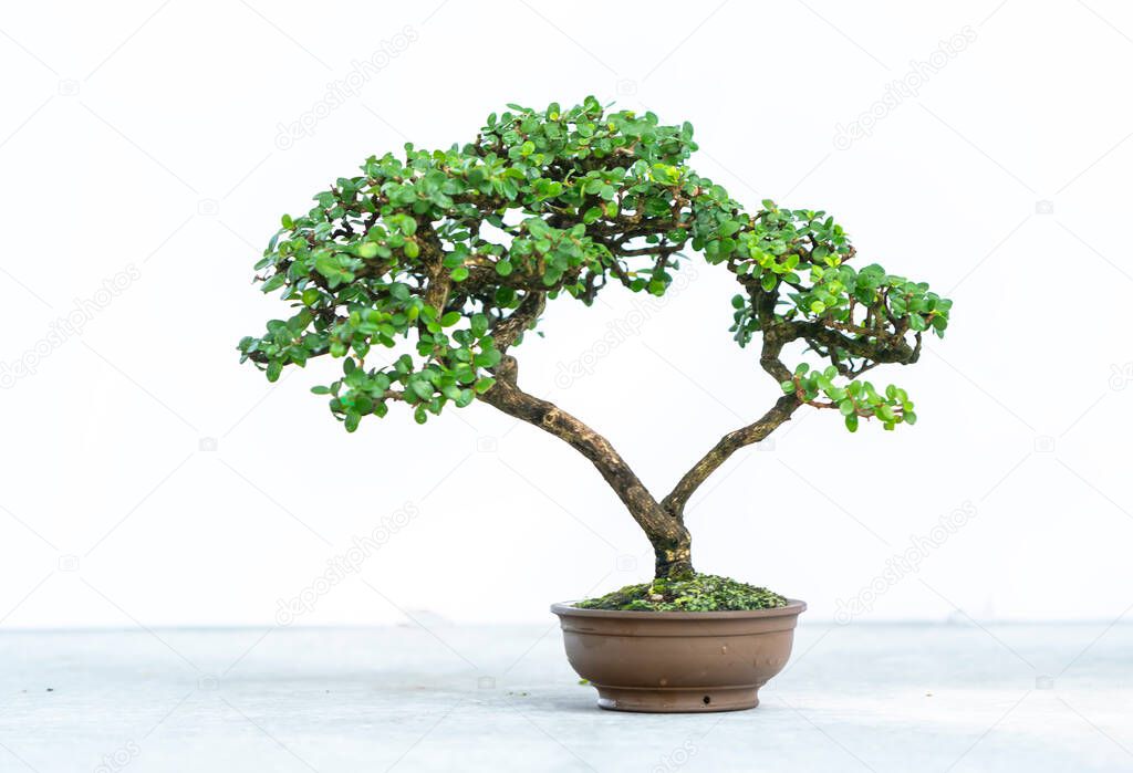 Green bonsai tree isolated on white background in a pot plant with many different unique shapes symbolizing an abstraction in the life that humans must overcome to survive