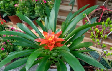 Bromelia ağaçları baharda bahçede çiçek açar. Bu Bromeliaceae familyasından bir çiçek bitkisi. Yeni yılda iyi şansın sembolü.