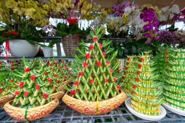 Dracaena parfüm ağacı ev sahiplerine hayatta ve işte iyi şanslar getirir. Ağaç oturma odasını, toplantı odasını, ofisi, restoranı, oteli ya da tatil için hediyeleri süslemek için kullanılır.