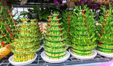 Dracaena parfüm ağacı ev sahiplerine hayatta ve işte iyi şanslar getirir. Ağaç oturma odasını, toplantı odasını, ofisi, restoranı, oteli ya da tatil için hediyeleri süslemek için kullanılır.