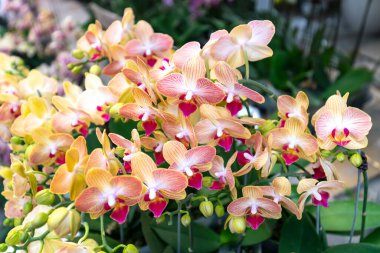 Phalaenopsis orkideleri baharda çiçek açar doğanın güzelliğini süsler.