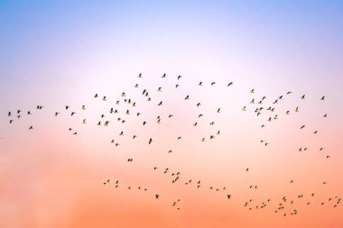 Alacakaranlık arkaplanı ve kuşlar yuvaya uçuyor bir günlük hayattan sonra eve dönüş gibi.