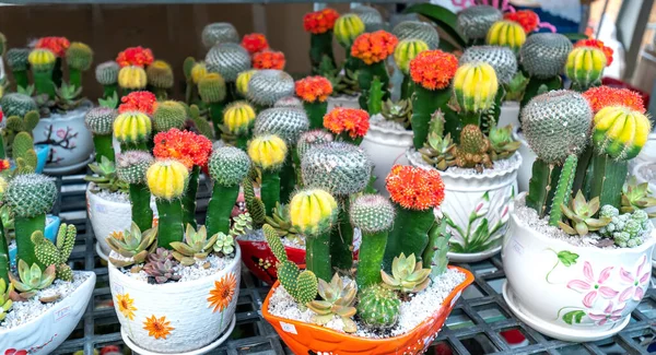 Colorful Pots Cactus Ornamental Flower Market Decorative Flower Pots Shelves — Stock Photo, Image