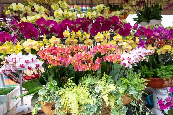 Phalaenopsis Orchideák Virágzik Tavasszal Díszítik Természet Szépségét — Stock Fotó