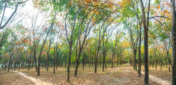 Forêt Tropicale Caoutchouc Changeant Saison Des Feuilles Latex Arbre Tronc — Photo