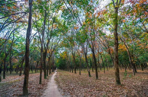 Tropical rubber forest changing leaves season. Latex tree from the trunk is used to make elastic objects such as wheels and mattresses