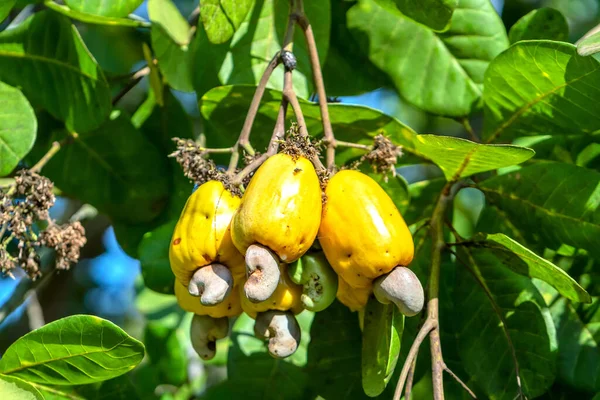 木の上のカシューナッツフルーツやアナカルディウムOcidentaleは 収穫中に熟しようとしています これは栄養価の高い油の豊富な種子の果物です — ストック写真