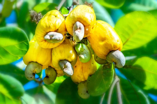 Fruta Castanha Caju Anacardium Occidentale Árvore Está Prestes Amadurecer Durante — Fotografia de Stock