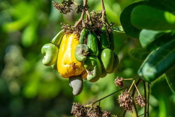 Cashew Nut Fruit Anacardium Occidentale Tree Ripen Harvest Fruit Oil — Stock Photo, Image