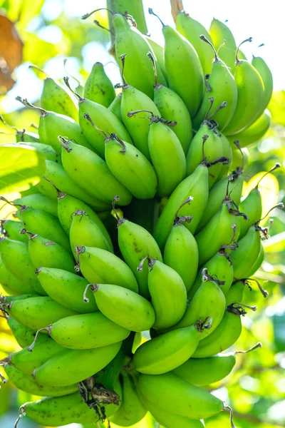Banane Frutto Sono Imballate Pronte Essere Raccolte Questo Frutto Dolce — Foto Stock