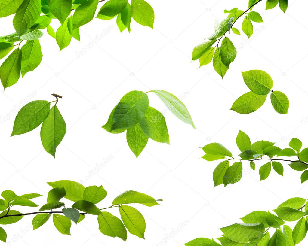 Set of green tree leaves and branches