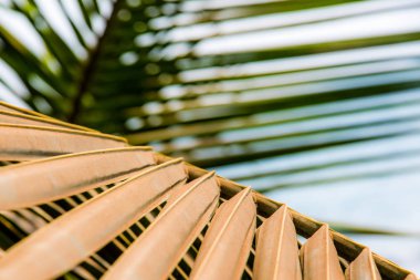 Palmiye yaprak çizgili