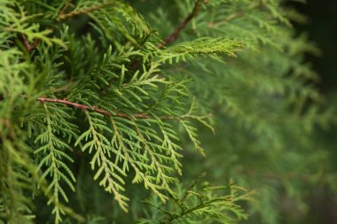 Thuya dal dokulu arka plan duvar kağıdı