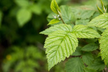 Yeşil bir ahududu çalı yaprağı