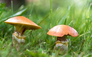 Yenilebilir mantar suillus çim yakın çekim