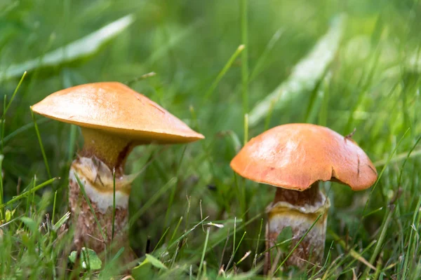 Yenilebilir mantar suillus çim yakın çekim