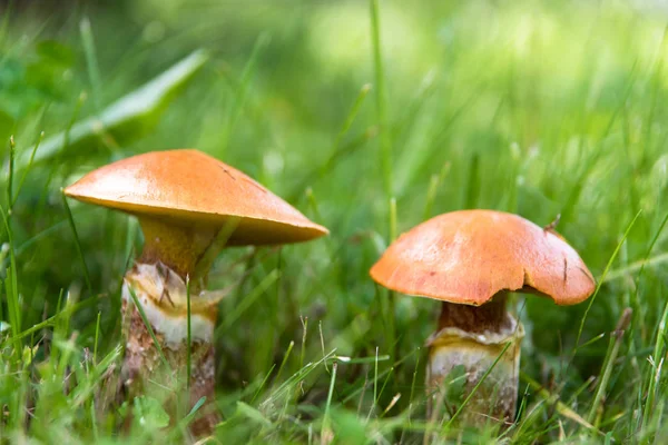 Yenilebilir mantar suillus çim yakın çekim