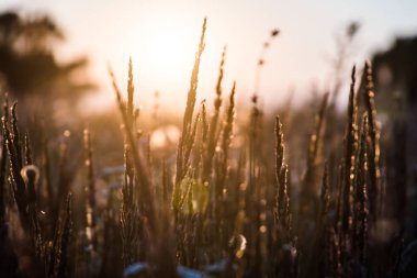 Yakın çekim çiçek çim alan ve akşam günbatımı arka plan