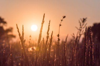 Yakın çekim çiçek çim alan ve akşam günbatımı arka plan