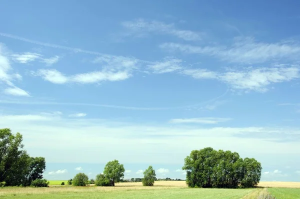 Eco Green Sunny Country Landscape Trees Clouds — Stock Photo, Image