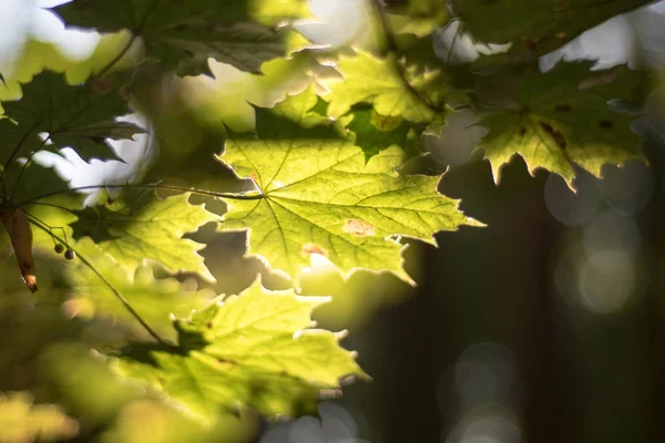 Foglie d'acero in autunno sole — Foto Stock