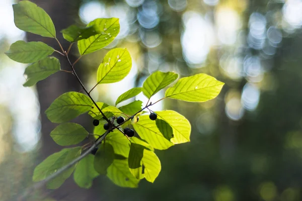 Luminoso Sfondo Autunnale Con Mazzo Frutti Bosco — Foto Stock