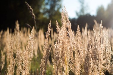 Yabani otların arasında güneş ışınları.